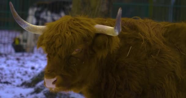 Nahaufnahme Schottischer Hochlandrinder Winter — Stockvideo