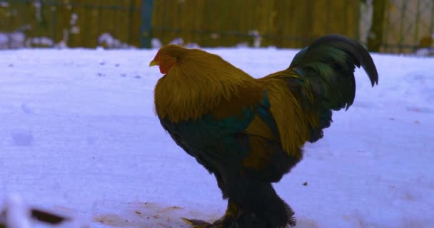 Sluiten Van Haan Sneeuw Kijken Rondlopen — Stockvideo