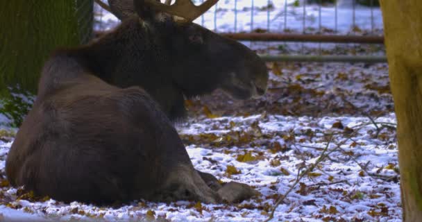 Älg Avkopplande Snön — Stockvideo