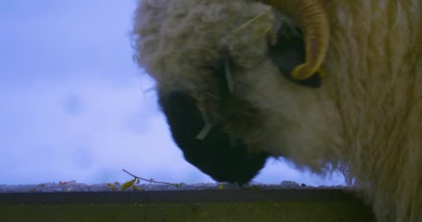 Zbliżenie Czarny Nos Owiec Lizanie Śniegu — Wideo stockowe