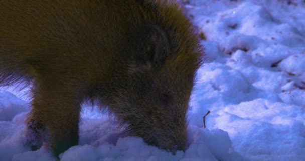 Caça Javali Porco Neve — Vídeo de Stock