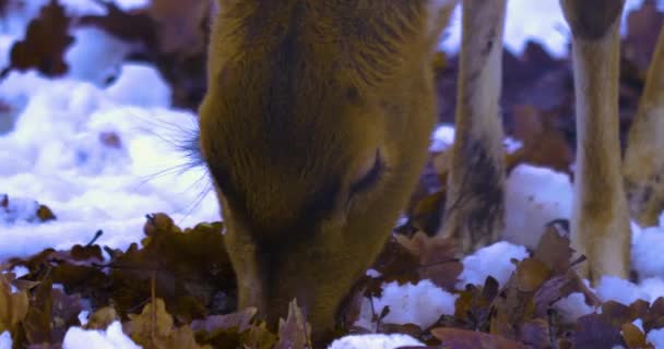 在森林里下雪的情况下 冬季紧贴着大白鹿 — 图库视频影像
