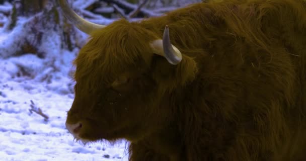 スコットランド高地の近くで牛が雪の中に立って踊りのように動き回る — ストック動画