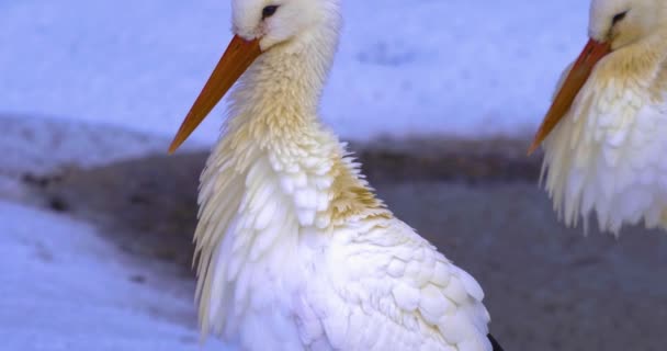 Zblízka Bílý Čáp Zimě Stojící Rozhlížející — Stock video