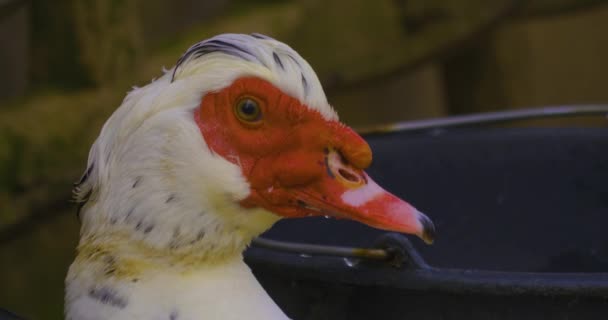 Närbild Två Muscovy Ducks Sitter Sten Vicka Det Svans Solig — Stockvideo