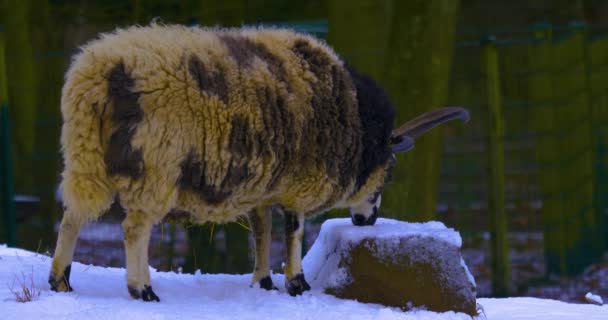 Sluiten Van Jacob Schapen Staan Winter Met Een Beetje Sneeuw — Stockvideo