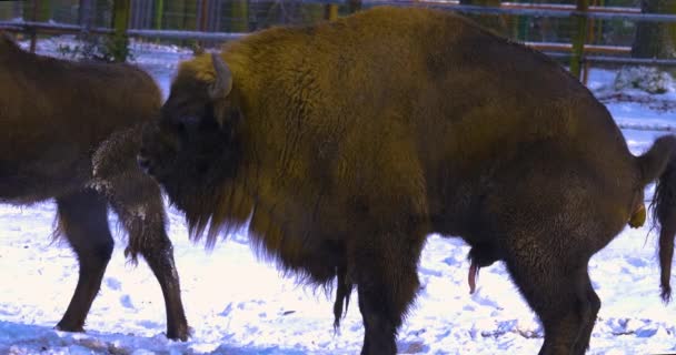 Close Bisonte Andando Olhando Redor Neve Inverno — Vídeo de Stock