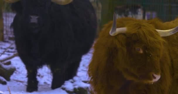 Primer Plano Las Tierras Altas Escocesas Novillo Vaca Pie Nieve — Vídeos de Stock
