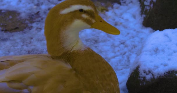 Close Brown Duck Head Winter — Stock Video