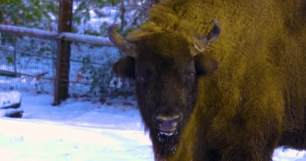 Close Van Bizons Wandelen Rondkijken Sneeuw Winter — Stockvideo