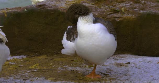 Goose Standing One Leg Grooms Feathers Its Back — Stock Video