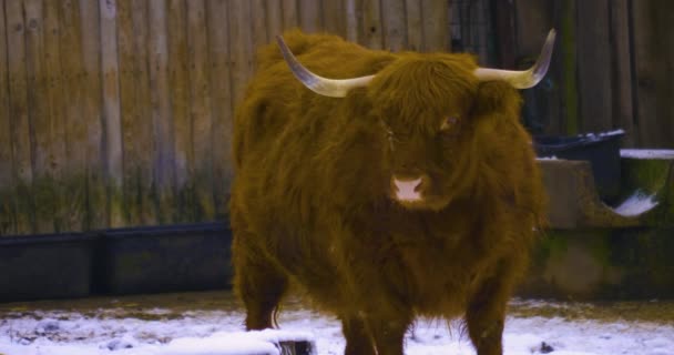 Perto Terras Altas Escocesas Boi Vaca Neve Movendo Como Dançar — Vídeo de Stock