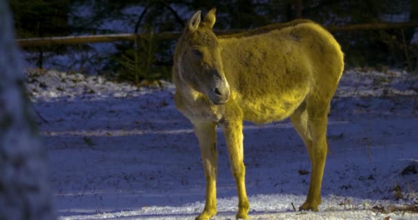 Närbild Åsnan Stående Snön — Stockvideo