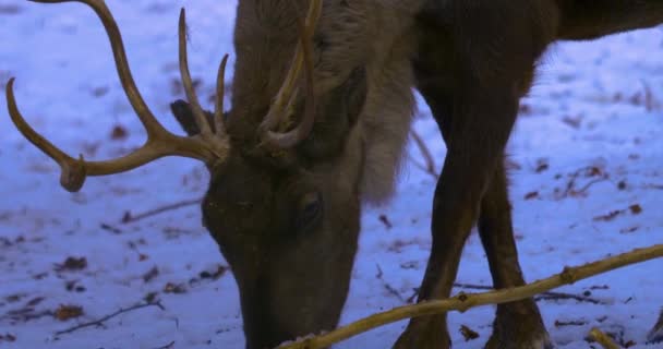 Close Van Rendieren Zoek Naar Voedsel Een Besneeuwde Grond — Stockvideo