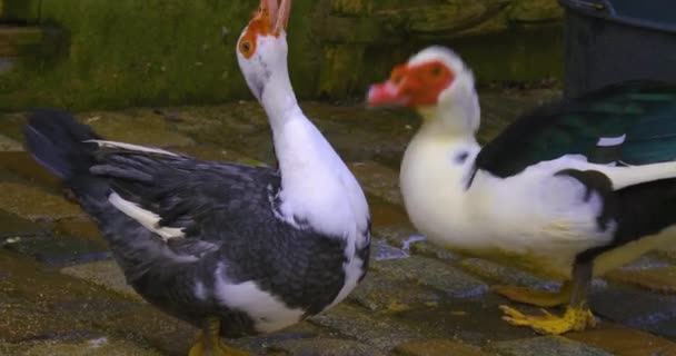 Primer Plano Dos Patos Moscovitas Sentados Una Roca Meneando Cola — Vídeos de Stock