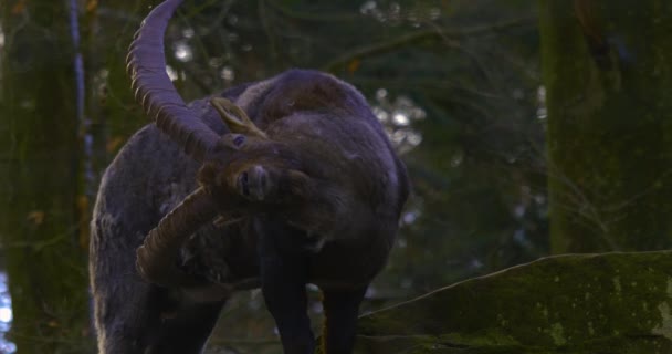 Alpine Ibex Musim Dingin Atas Bukit — Stok Video