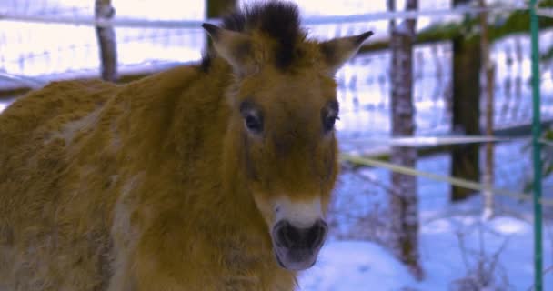 Nahaufnahme Von Przewalskis Pferd Schnee — Stockvideo