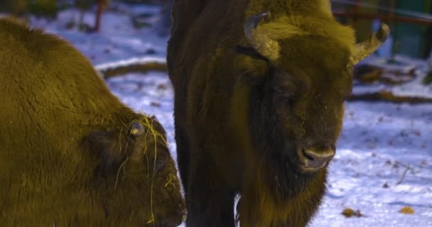 Närbild Bisonoxe Vintern Med Snö — Stockvideo