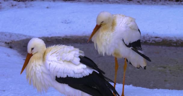 Primo Piano Della Cicogna Bianca Inverno Piedi Guardarsi Intorno — Video Stock
