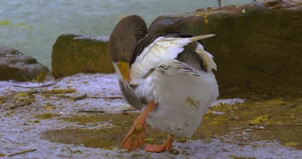 Goose Standing One Leg Grooms Feathers Its Back — Stock Video