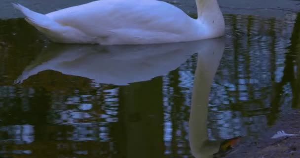天鹅在半冻池塘里它漂浮在水面上 相机倾斜从身体拍摄到天鹅的完整拍摄 鸭子在前景中走过 — 图库视频影像