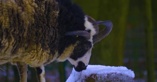 冬に少し雪が降るとジェイコブの羊の近くに立つ — ストック動画