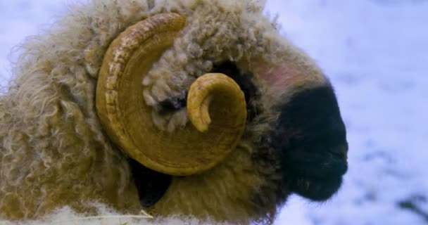 Blisko Czarny Nos Owiec Słoneczny Dzień Zimie Małym Opadem Śniegu — Wideo stockowe
