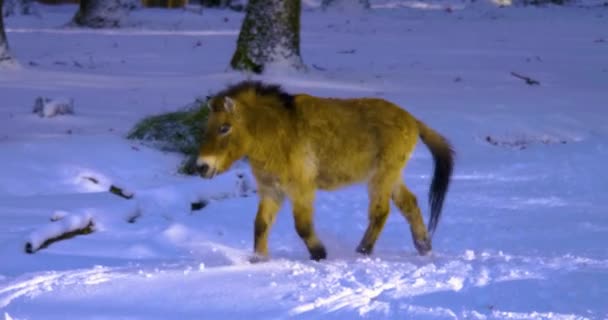 Κοντινό Πλάνο Του Αλόγου Του Przewalski Στο Χιόνι — Αρχείο Βίντεο