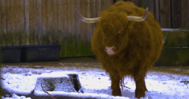 スコットランド高地の近くで牛が雪の中に立って踊りのように動き回る — ストック動画