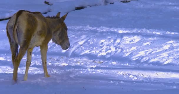 Primer Plano Burro Pie Nieve — Vídeos de Stock