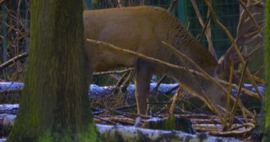 Kışın kızıl geyik karlı ormanda.