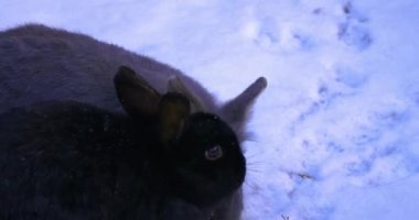 Karda salata yiyen gri tavşan.