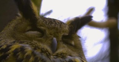 Kışın baykuşun etrafını sarar ve kafasını oynatır.