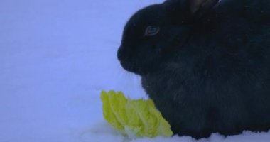 Karda salata yiyen gri tavşan.