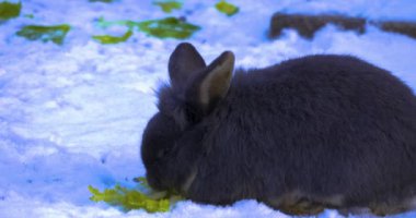 Karda salata yiyen gri tavşan.