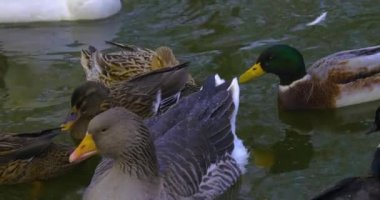 Kışın gölde yüzen ördeklere yakın..