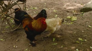 Horozu kapat ve etrafta dolaş.
