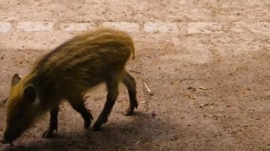 Çamurda uyuyan ve oynayan yaban domuzları