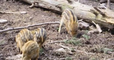 Çamurda uyuyan ve oynayan yaban domuzları