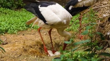  Leylekler yuvalarında duruyorlar 