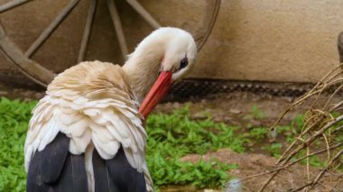  Leylekler yuvalarında duruyorlar 