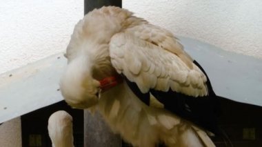  Leylekler yuvalarında duruyorlar 