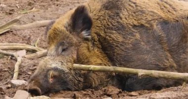 Çamurdaki yaban domuzuna yaklaş..