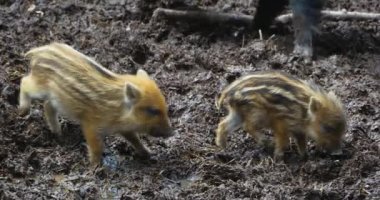 Çamurda uyuyan ve oynayan yaban domuzları