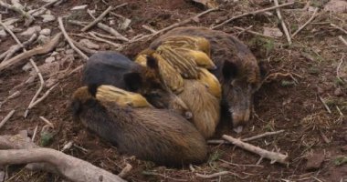 Çamurda uyuyan ve oynayan yaban domuzları
