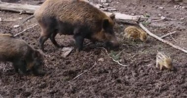 Çamurdaki yaban domuzuna yaklaş..