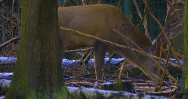 Kışın Kızıl Geyik Karlı Ormanda — Stok video