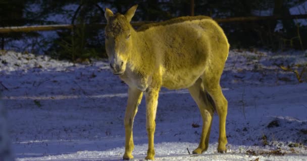 Close Donkey Standing Snow — Stock Video