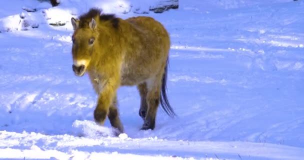 Zbliżenie Konia Przewalskiego Śniegu — Wideo stockowe