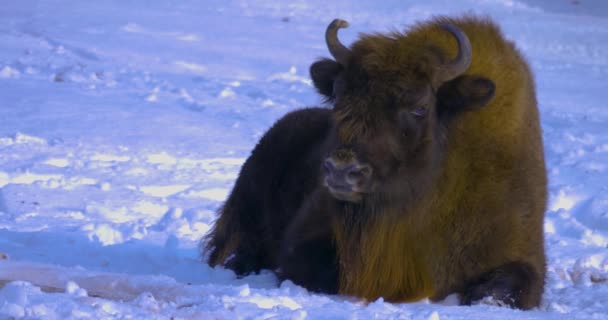 Close Bison Winter Snow — Stock Video